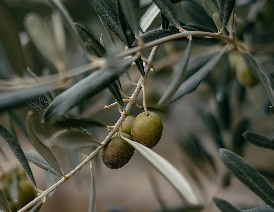 The Story of Rewined Olive Oil